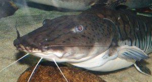 Huntington Alloys Discharged Potentially Explosive Cat Fish Toxic Liquid from Pickle House in March 2013 If discharge escaped, it would be particularly harmful to catfish